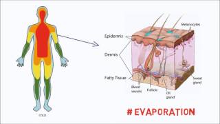 How our Bodies control Temperature [upl. by Itsim]