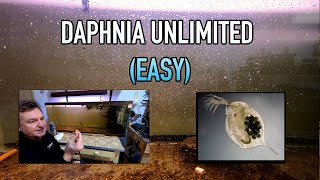 How I Raise Daphnia Water Fleas And You Can Too [upl. by Norga]