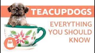 The Teacup Dog Everything you need to know [upl. by Llertnod733]