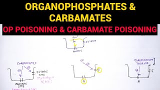 Autonomic Pharmacology  7  Organophosphates amp Carbamate Poisoning  EOMS [upl. by Crystal]