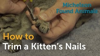 How to Trim a Kittens Nails [upl. by Bjork]