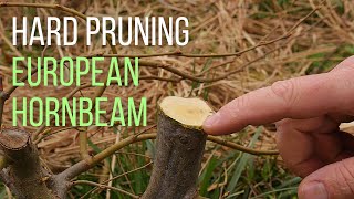 Hard pruning an European hornbeam Carpinus betulus pre bonsai [upl. by Nnanerak]