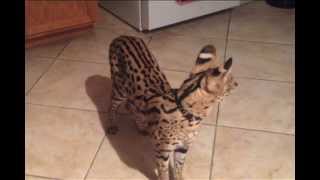 Watch this Serval JUMP So High [upl. by Clifton]