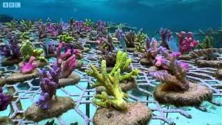 Coral Gardening  South Pacific  BBC Earth [upl. by Aikan240]