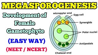 MEGASPOROGENESIS  DEVELOPMENT OF FEMALE GAMETOPHYTE EASY WAY [upl. by Calista958]