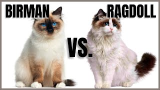 Birman Cat VS Ragdoll Cat [upl. by Fairfax]