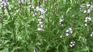 Bach Flower Remedies  Vervain [upl. by Adnaram]