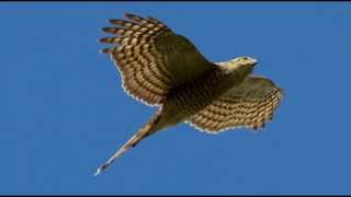 Sparrowhawk Bird Call Bird Song [upl. by Odnam]