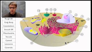 A Tour of the Cell [upl. by Ciccia]