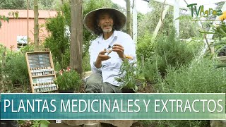 Plantas medicinales y extractos  TvAgro por Juan Gonzalo Angel Restrepo [upl. by Alleirbag339]