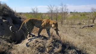 Leopard hunting warthog [upl. by Poulter]