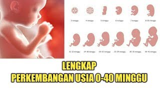 Perkembangan Janin dari Minggu ke Minggu 040 Minggu Lengkap [upl. by Dyanna660]