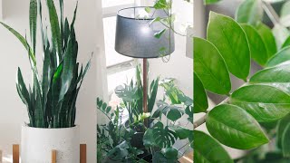 Peaceful Plant Tour – Indoor Houseplant Collection 🌱 [upl. by Eisle]