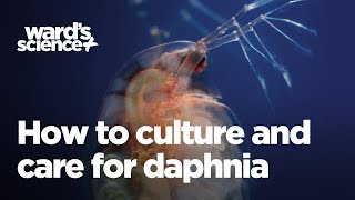 Caring and Culturing for Daphnia [upl. by Asli383]