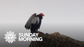 Nature California condors [upl. by Gomer]