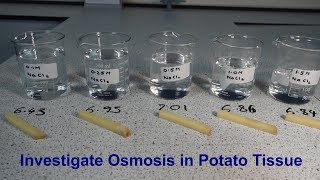 Osmosis Required Practical GCSE Biology [upl. by Dominus224]