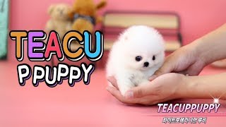 True Teddy Bear Face Pomeranian  Teacup dog ♥ [upl. by Adley]