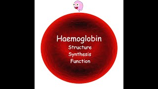 Part 3 Haemoglobin  Structure Synthesis Types and Function [upl. by Batish]