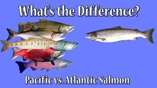 Whats the Difference Atlantic vs Pacific Salmon [upl. by Navoj299]