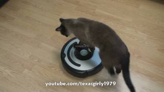 Cat shows HOW TO use iRobot Roomba Vacuum [upl. by Bainbridge]