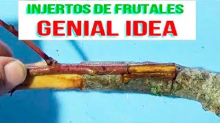 INJERTOS DE FRUTALES  IDEA genial para el Exito de injertos [upl. by Slavic]