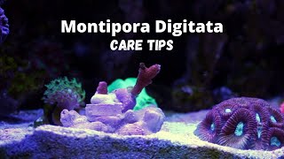 Montipora Digitata Coral Care [upl. by Ikcir121]