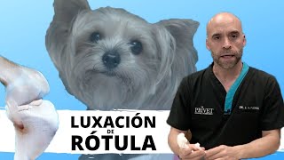 🦴LUXACIÓN DE RÓTULA EN PERROS  Traumatología Veterinaria [upl. by Raine33]