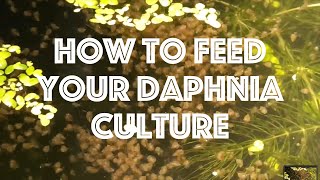 How To Feed Your Daphnia Culture [upl. by Adnileb]