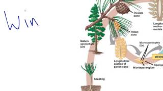 Gymnosperm Reproduction [upl. by Akinahc]