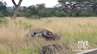 Leopard Wrestles Warthog [upl. by Hesther332]