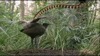 Lyrebird Imitating Manmade Sounds in Forest [upl. by Yllop98]