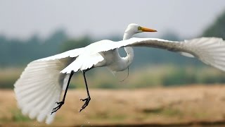 Great Egret Bird [upl. by Aderfla]