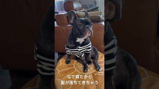 なで肩なほたる。 フレンチブルドッグ 可愛い犬 frenchbulldog [upl. by Marijane]