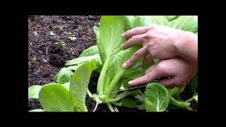 How to Harvest Bok Choy amp Regrowing for More [upl. by Arrait693]