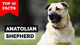 Anatolian Shepherd  Top 10 Facts [upl. by Lina19]