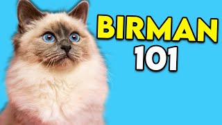 Birman Cat 101  This LongHaired Cat Is Actually Really EASY TO GROOM [upl. by Einnaj]