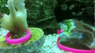 Montipora Eating Nudibranchs vs Hungry Wrasse [upl. by Cookie]