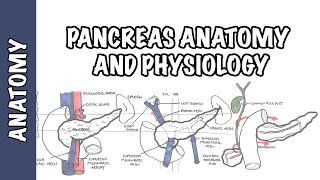 Histology of Pancreas [upl. by Ott]