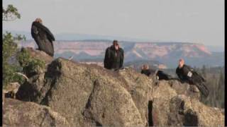 Flying giantsrare California condors return to Utah skies [upl. by Seigler]