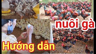 Cách Nuôi Gà Thả Vườn Từ AZ tỉ lệ sống cao [upl. by Elvin]