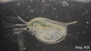 Daphnia magna under the Microscope [upl. by Mickelson]