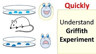 Griffiths experiment [upl. by Emrich]