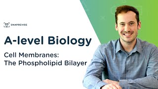 Cell Membranes The Phospholipid Bilayer  Alevel Biology  OCR AQA Edexcel [upl. by Delle]