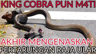 KING COBRA VS PYTHON BERAKHIR MENGEN4SKAN [upl. by Adnara]