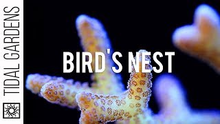 Seriatopora Birds Nest Corals [upl. by Nacul]