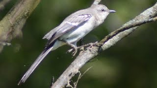 Mockingbird sounds mimicking amp singing song [upl. by Etteloc]