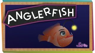 All About Anglerfish [upl. by Spanos]