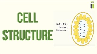 ALevel Biology Revision  Part 21  Cell Structure [upl. by Eyllek]