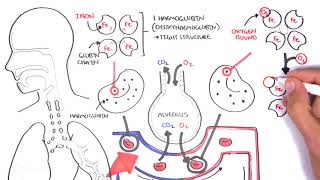 Oxygen  Haemoglobin Dissociation Curve  Physiology [upl. by Eidod]