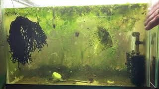 Scuds Daphnia Cherry Shrimp Copepods My aquatic food culture [upl. by Akisej]